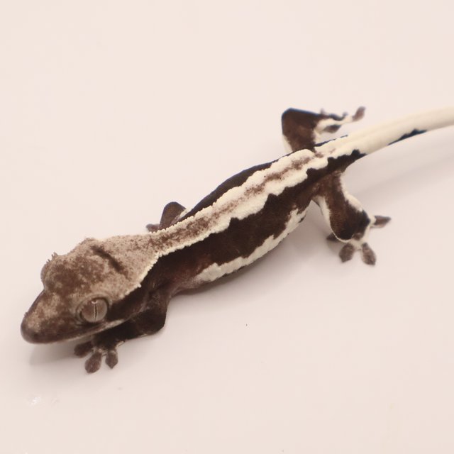 릴잔틱 릴리화이트 아잔틱