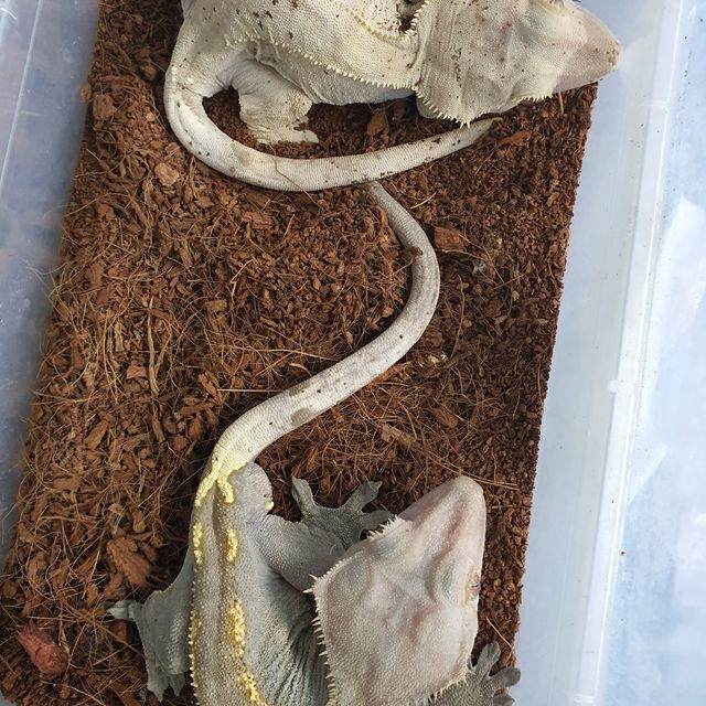카푸치노