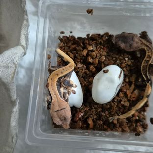 솔솔이
