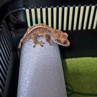 라떼