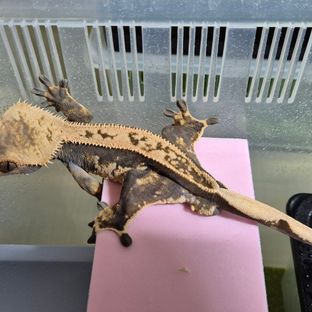 트라이 익스트림할리퀸