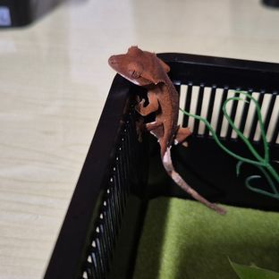 아윤