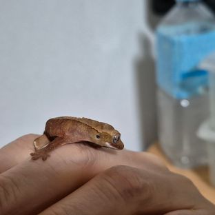 밤이