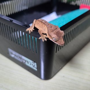 바이 스트로베리