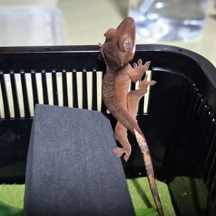 비비