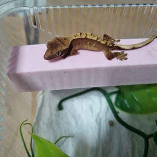 카도