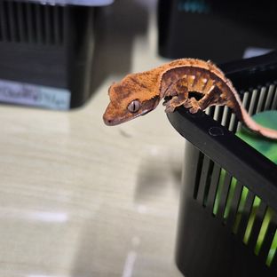 셀린느