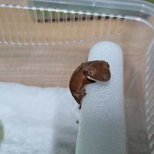햇님이