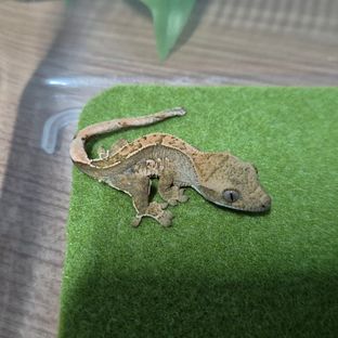벨라