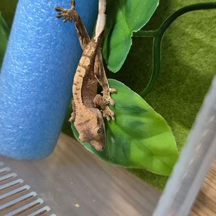 주황