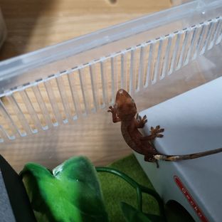 캔디