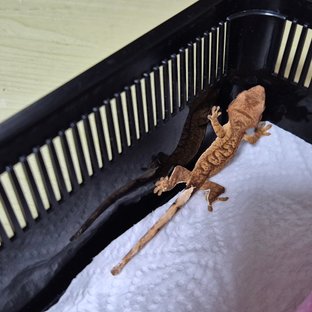 바이 스트로베리