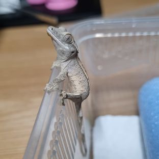 포도
