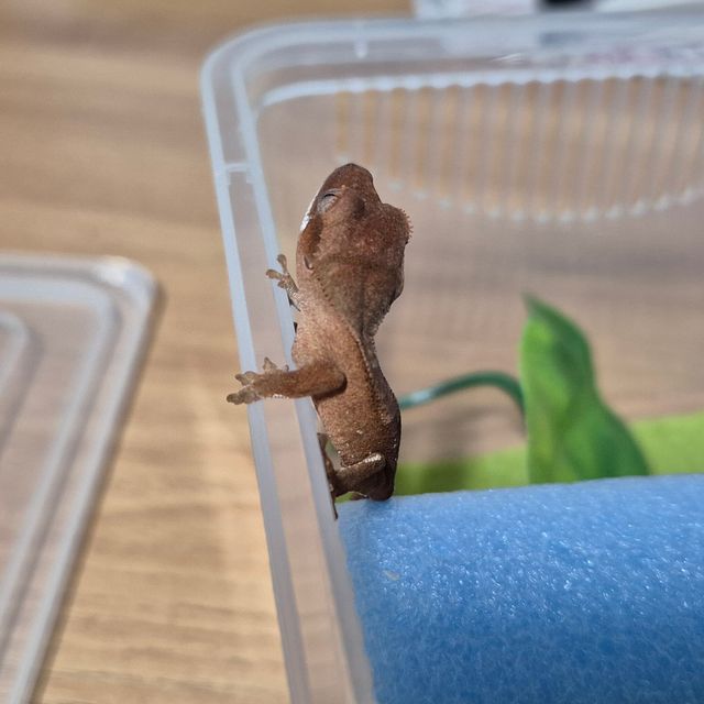 바이 레드