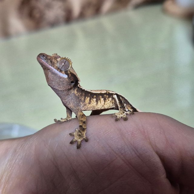 트라이 익스트림할리퀸