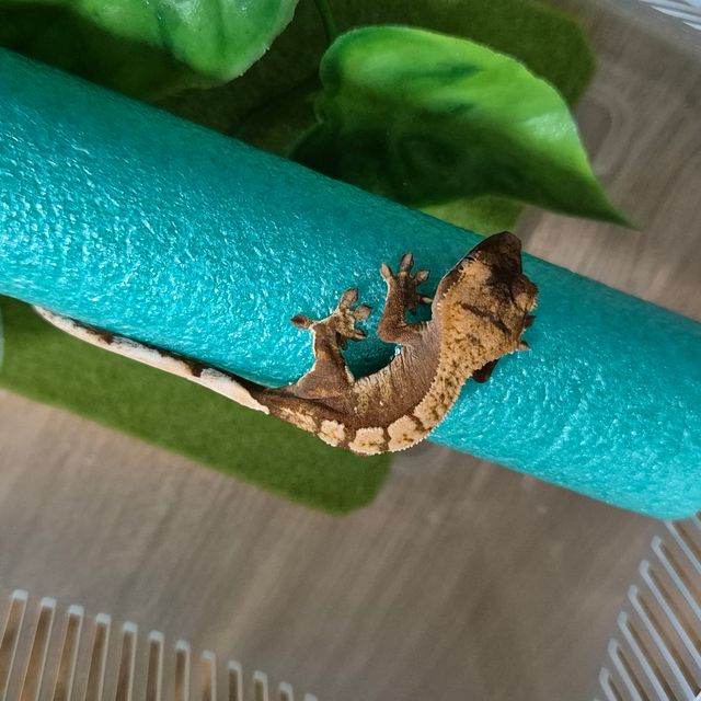 익스트림할리퀸