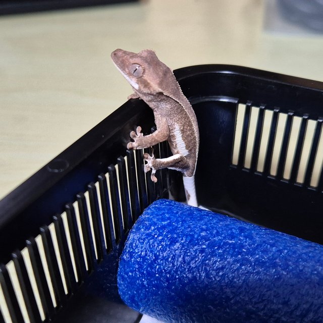 릴리화이트 팬텀