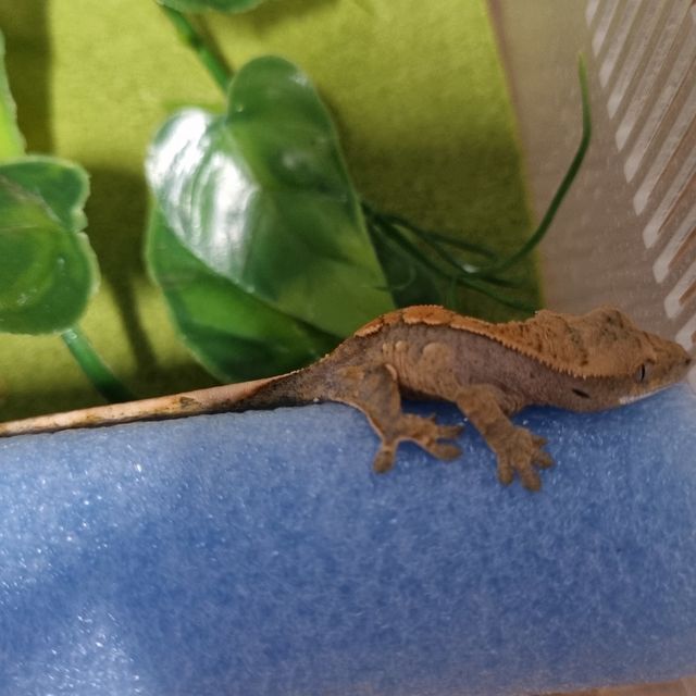 할리퀸