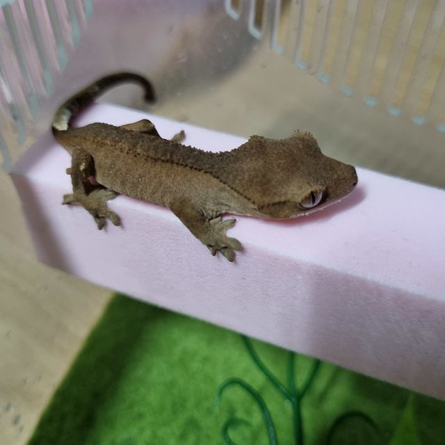 바이 레드