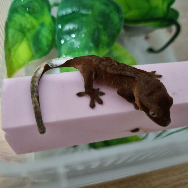 바이 레드