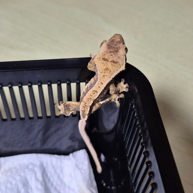 트라이 익스트림할리퀸