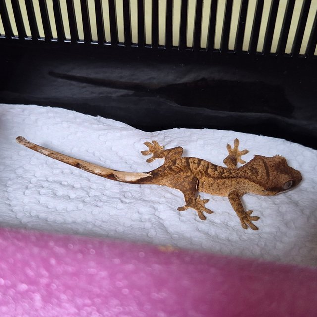 바이 스트로베리