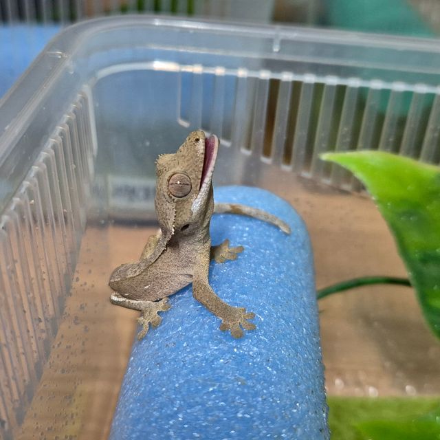 바이 레드