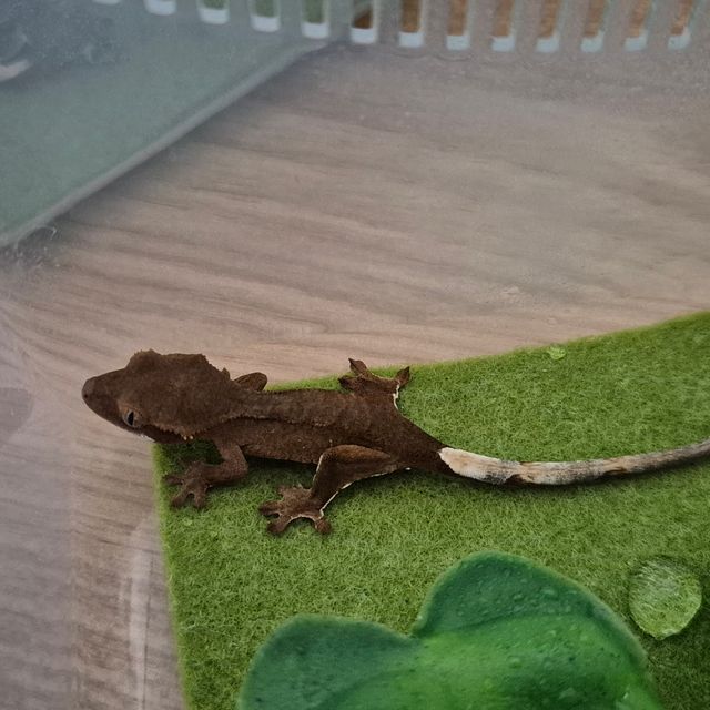 바이 레드