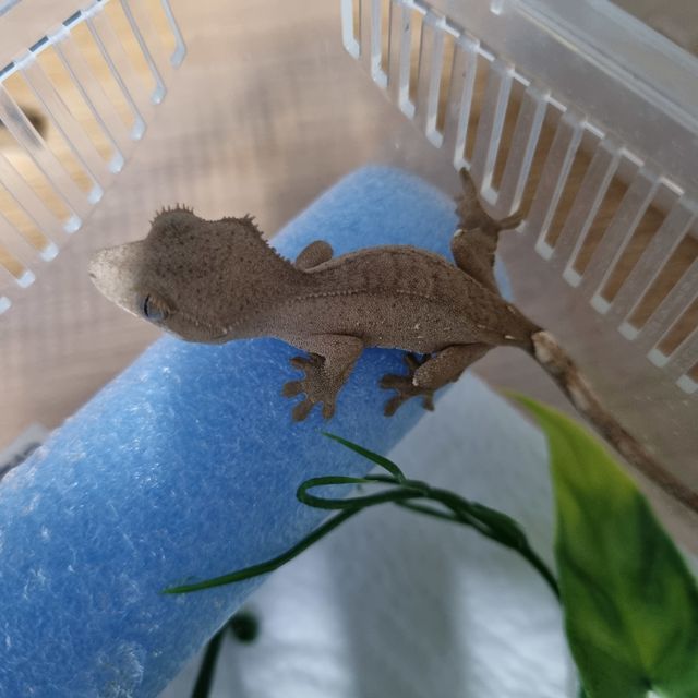 바이 레드