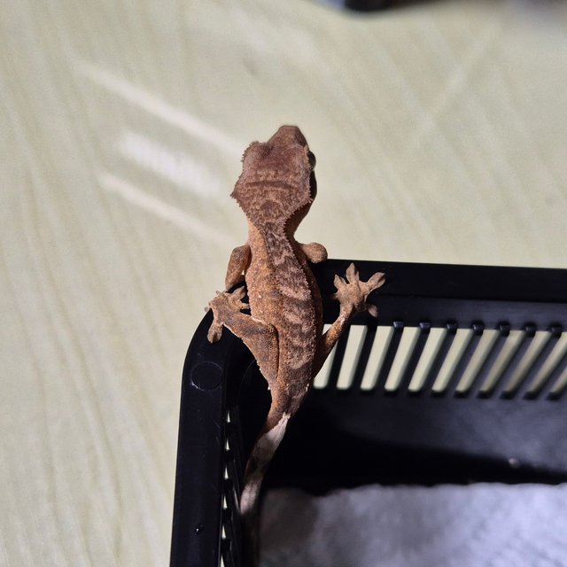 바이 스트로베리