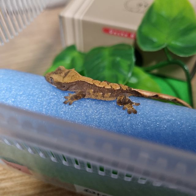 할리퀸 레드