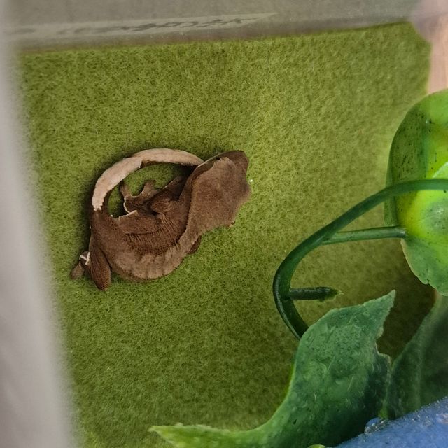 바이 레드