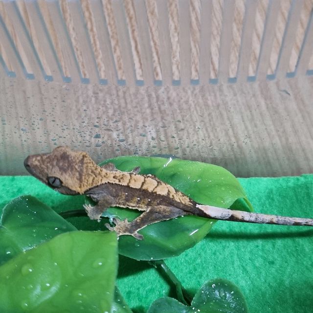 할리퀸 레드