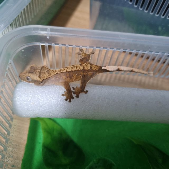 할리퀸 레드