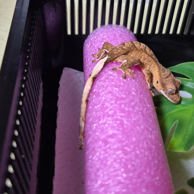 바이 스트로베리