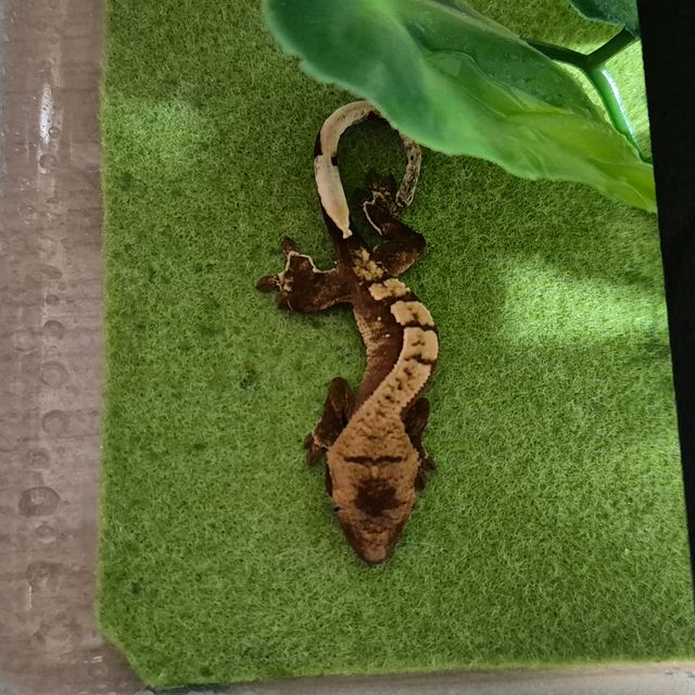 할리퀸 레드