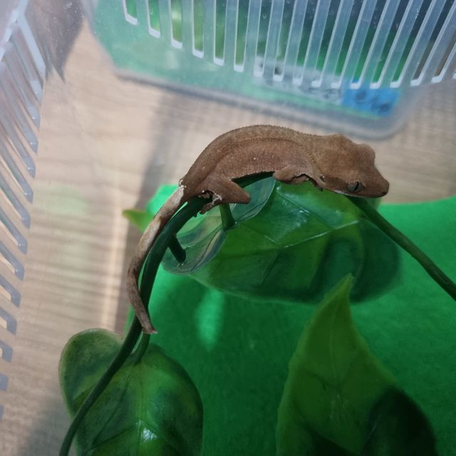 바이 레드