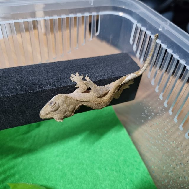 바이 레드