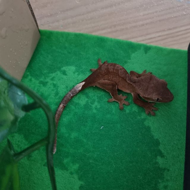 바이 레드
