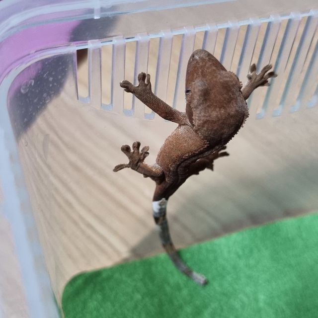 바이 레드