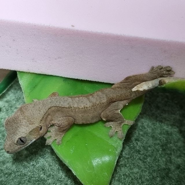 바이 레드