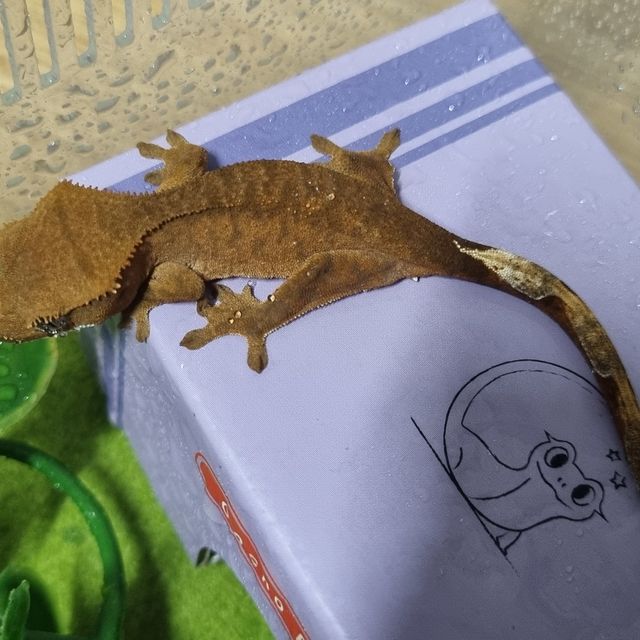 바이 레드