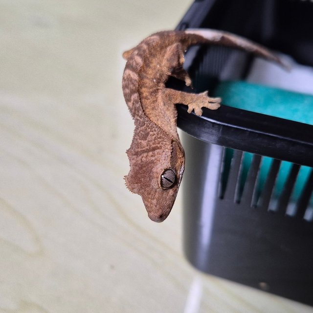 바이 스트로베리