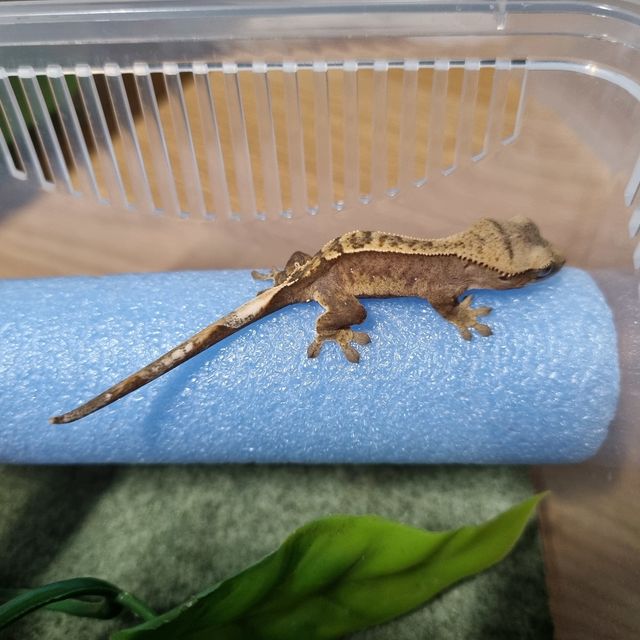 할리퀸 레드