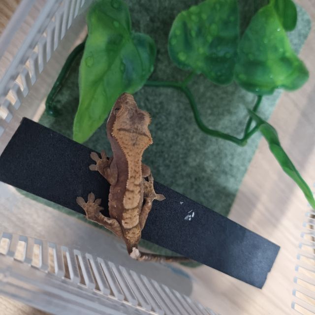 익스트림할리퀸