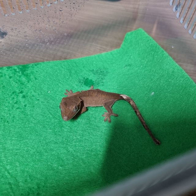 바이 레드