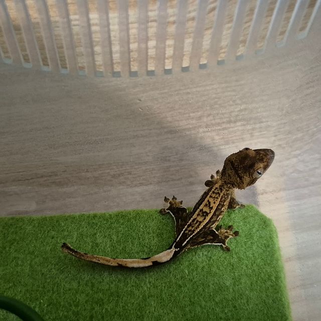 크림시클