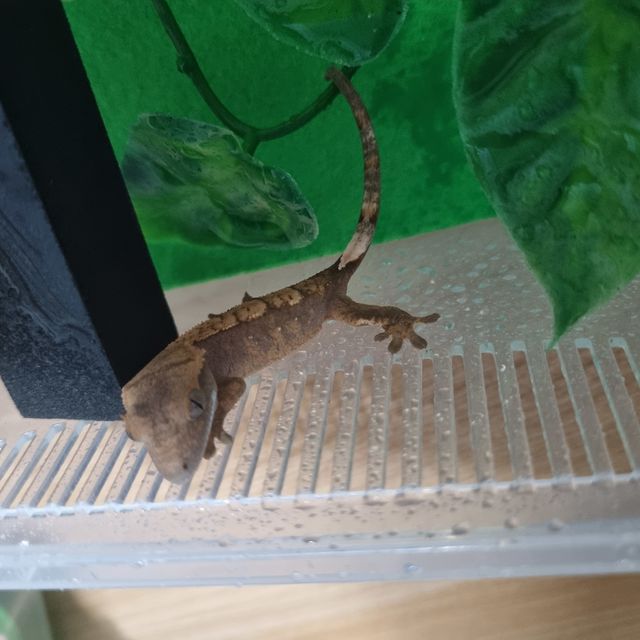 할리퀸 레드