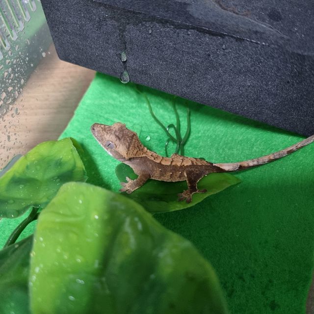 할리퀸 레드