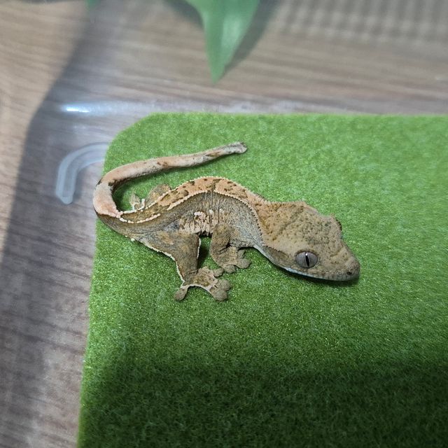 할리퀸 레드